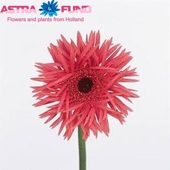 Gerbera mini 'Replay' fotografija