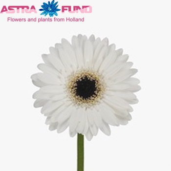 Gerbera mini Residence fotografija