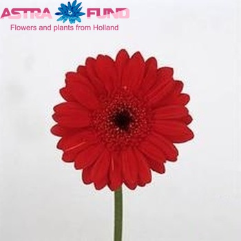 Gerbera mini 'Robin' fotografija