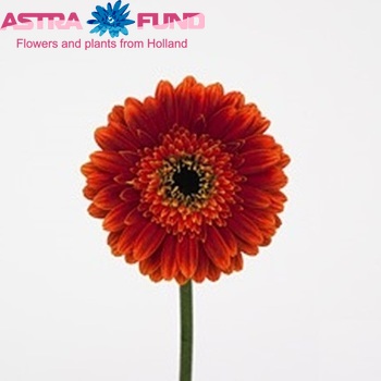 Gerbera mini 'Robin Hood' fotografija