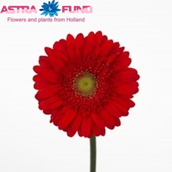 Gerbera mini 'Rocco' fotografija