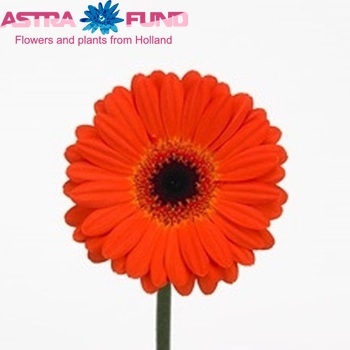 Gerbera mini 'Rocky' fotografija