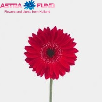 Gerbera mini 'Rodero' fotografija