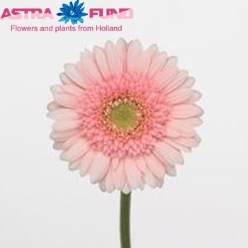 Gerbera mini 'Rosette' fotografija