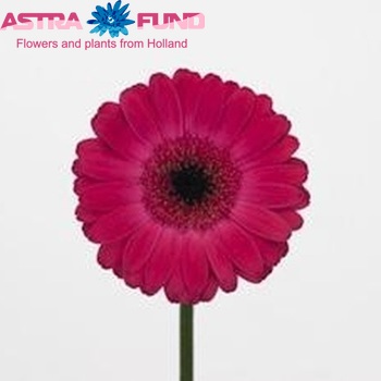 Gerbera mini Rowan fotografija