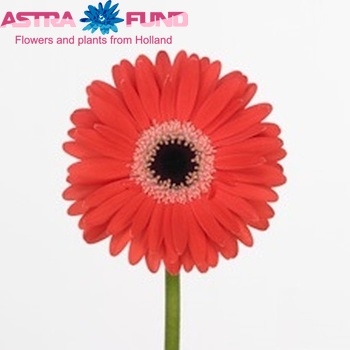 Gerbera mini Rylee fotografija