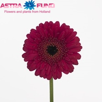 Gerbera mini Scream foto