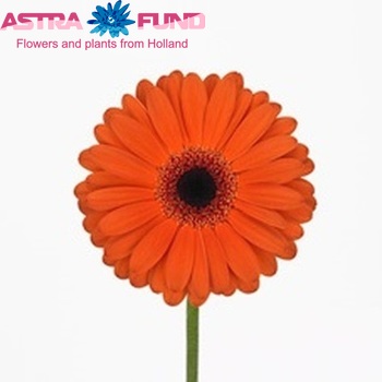 Gerbera mini Shannon foto