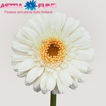 Gerbera mini 'Siby' foto