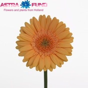 Gerbera mini 'Sienna' foto