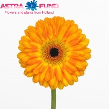 Gerbera mini 'Sinyo' foto
