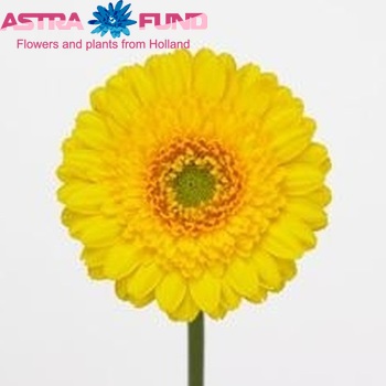 Gerbera mini 'Sirocco' fotografie