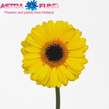 Gerbera mini Solution fotografie