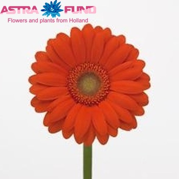 Gerbera mini Sora fotografie