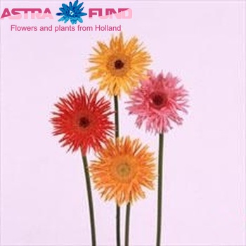 Gerbera mini spinbloemig gemengd fotografie