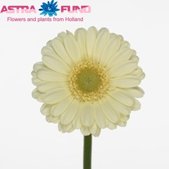 Gerbera mini 'Sprinter' fotografie