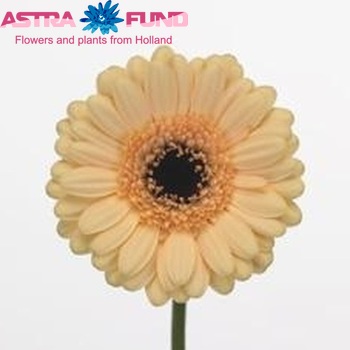 Gerbera mini 'Starbuck' fotografie
