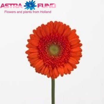Gerbera mini 'Starsky' fotografie