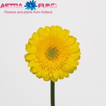 Gerbera mini 'Sundee' fotografie