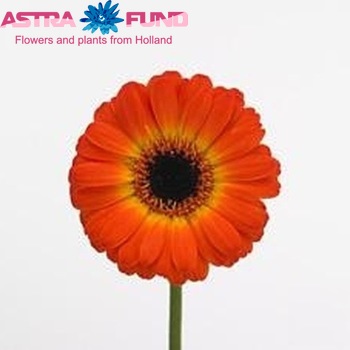 Gerbera mini 'Sunshine Mania' fotografie