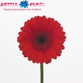 Gerbera mini Suri fotografie