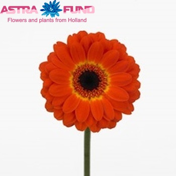 Gerbera mini 'Surprise' fotografie