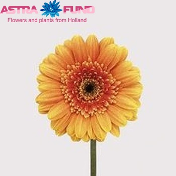 Gerbera mini 'Sylvana' fotografie