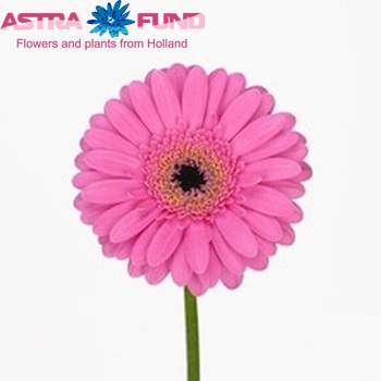 Gerbera mini Tabitha fotografie