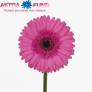 Gerbera mini Taluma fotografie