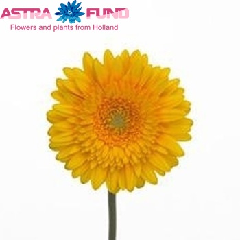 Gerbera mini 'Taxi' fotografie