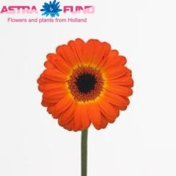 Gerbera mini Timba fotografie