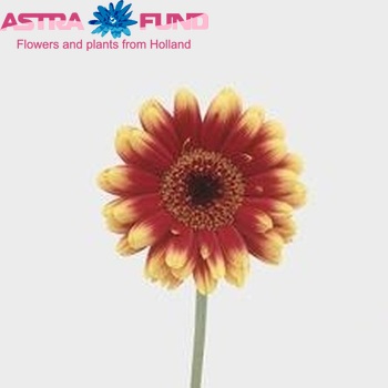 Gerbera mini Tip Top fotografie