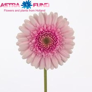Gerbera mini Tokyo fotografie