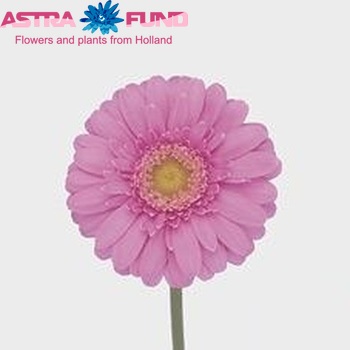 Gerbera mini 'Topaz' fotografie