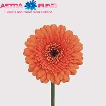Gerbera mini 'Topsun' fotografie