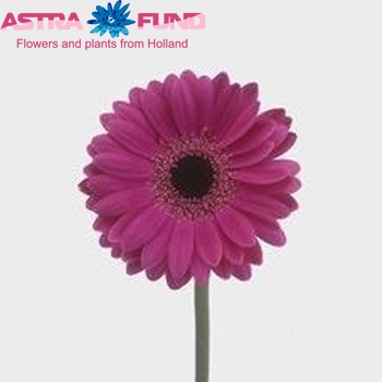 Gerbera mini 'Torina' fotografie