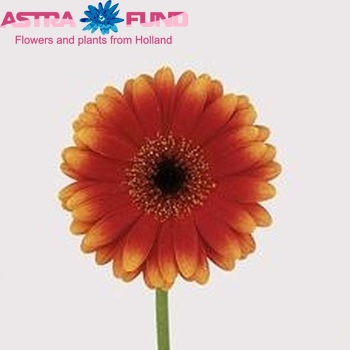 Gerbera mini Torpedo fotografie