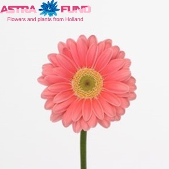Gerbera mini 'Troy' fotografie