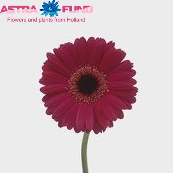 Gerbera mini 'Tyler' fotografie