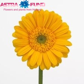 Gerbera mini Tyme fotografie