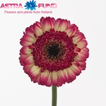 Gerbera mini 'Unico' fotografie