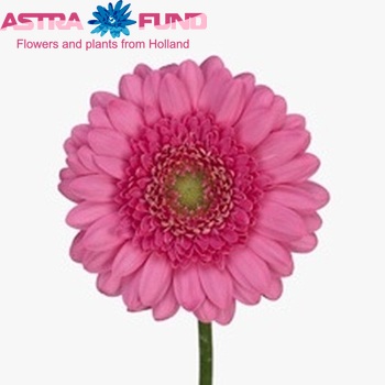 Gerbera mini 'Uptown' fotografie