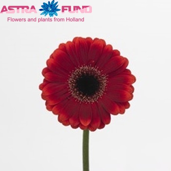 Gerbera mini Velvet fotografie