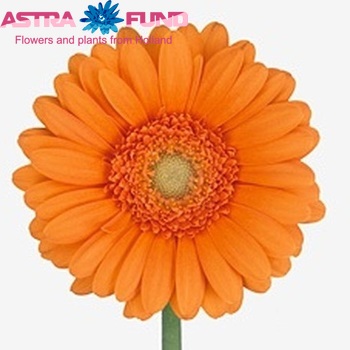 Gerbera mini Vera fotografie