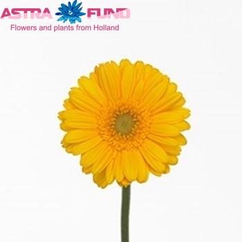 Gerbera mini Yellino fotografie