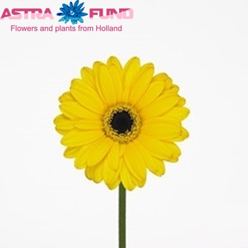 Gerbera mini Yellow Sky fotografie
