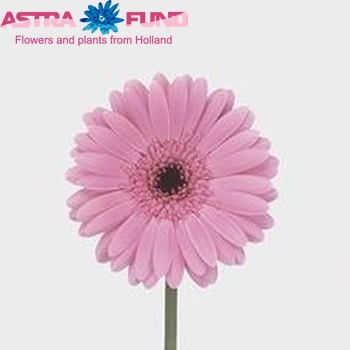 Gerbera mini Yuki fotografie