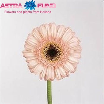 Gerbera mini Zeppelin fotografie