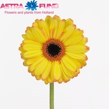 Gerbera mini'Popstar' Foto