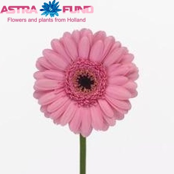 Gerbera 'Pinky Dream' fotografie